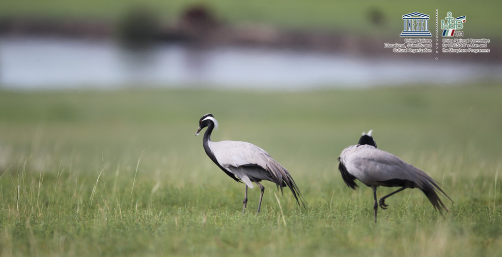达赉湖世界生物圈保护区蓑羽鹤
