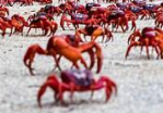 东印度洋的圣诞岛上洋红蟹的“寻爱之旅”