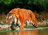 印度北阿肯德邦保护区老虎数量大幅增加