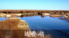 世界生物圈保护区达赉湖