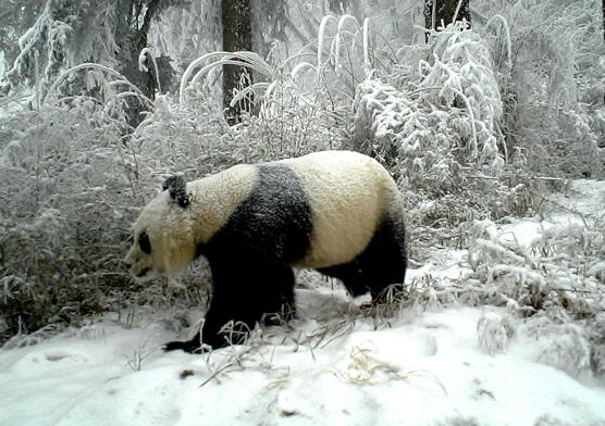 “熊猫之家”白水江保护区